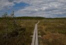 Smal trebro gjennom åpen myr under en skydekt himmel