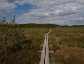 Smal trebro gjennom åpen myr under en skydekt himmel