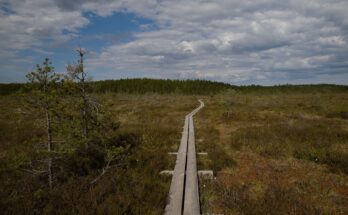 Smal trebro gjennom åpen myr under en skydekt himmel