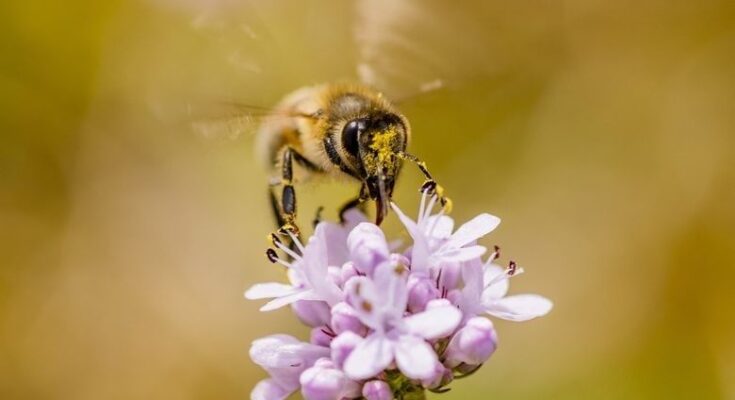 En vill bie samler nektar fra en lilla blomsterklase